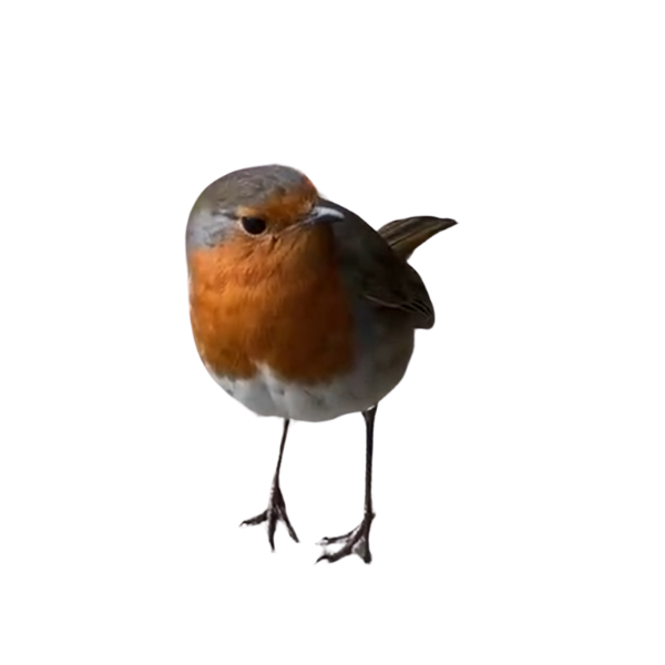 Robin sprite