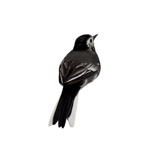 Pied wagtail sprite
