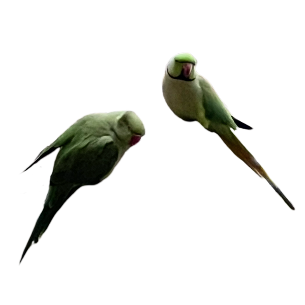 Feral parakeet sprite