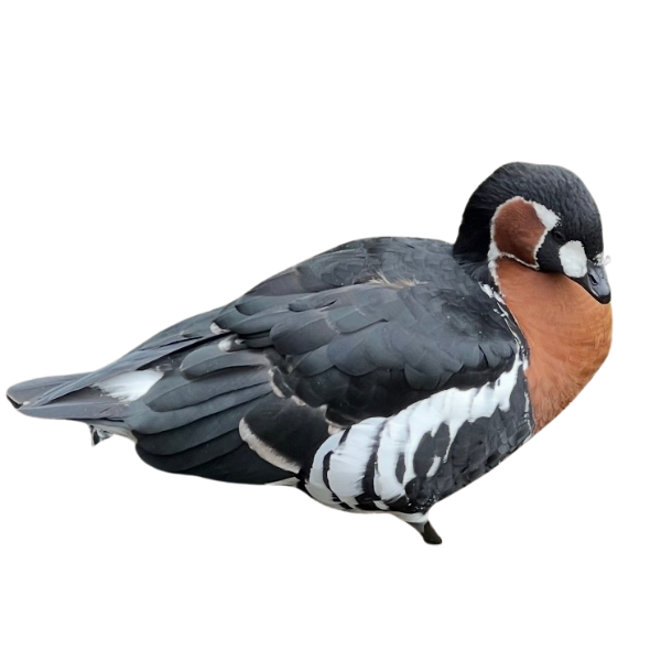 Red-breasted goose sprite