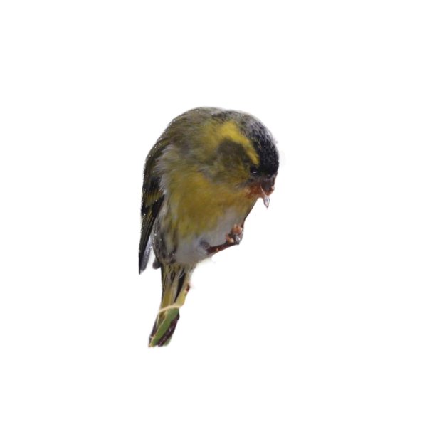 Siskin sprite
